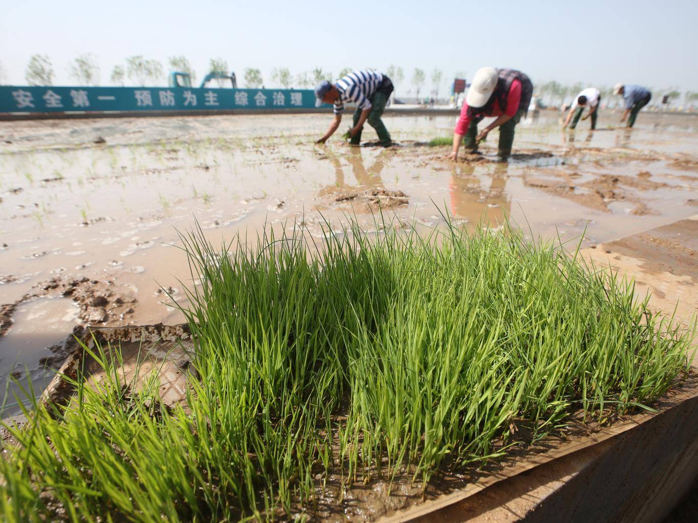 china-rice-salt-water.jpg