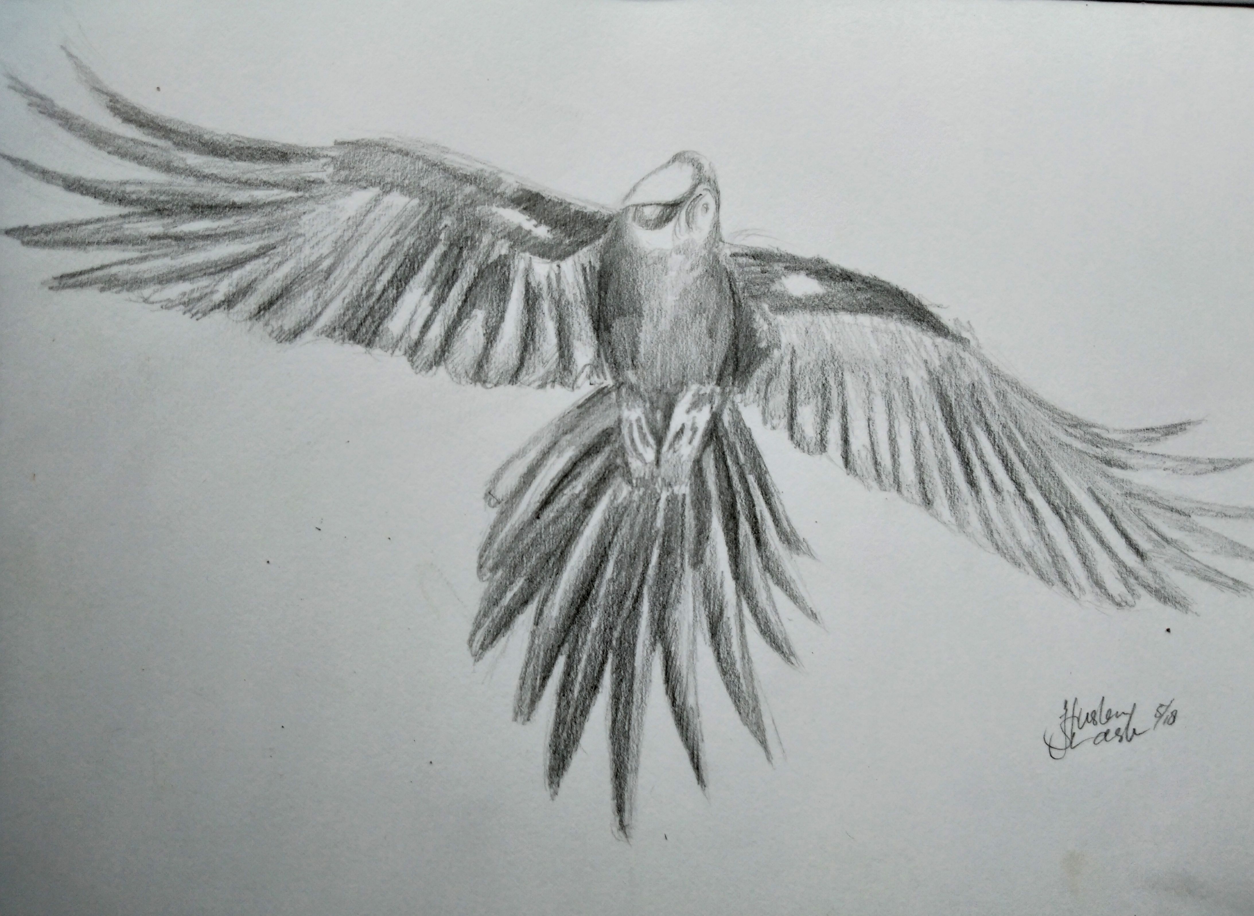 Drawing A Parrot With Pencils (Bilingual) — Steemit, image size:4371x3193