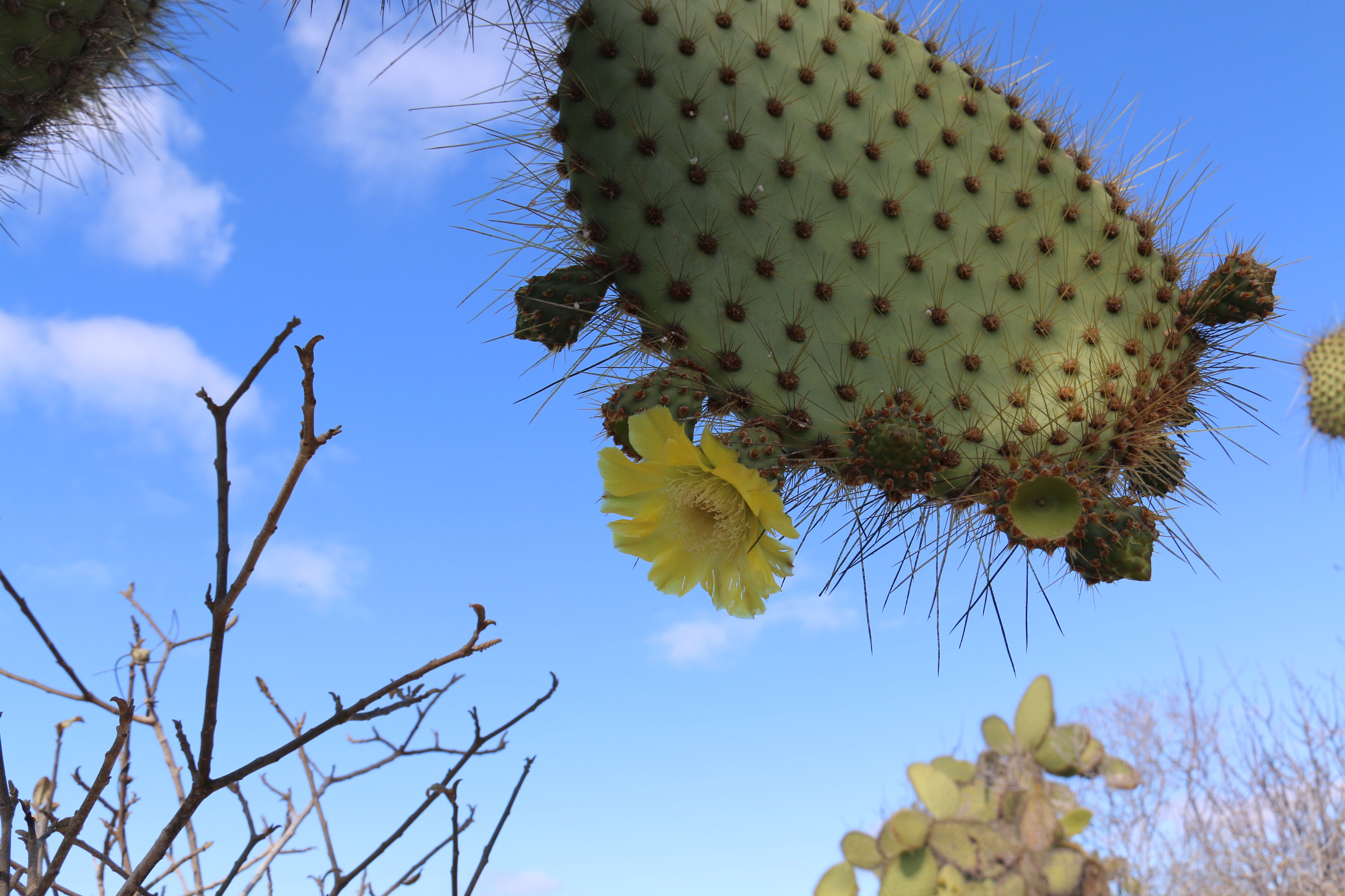 Flor de Cactus/Cactus Flower, Cerro Dragón, Isla Santa Cruz, Galápagos,  Ecuador — Steemit