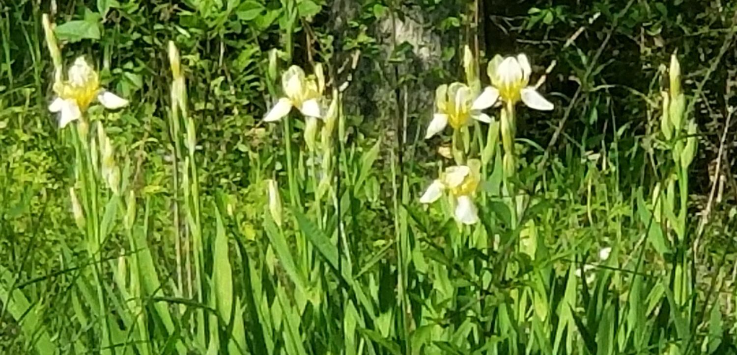 20180501_164519 White irises above the barnyard.jpg