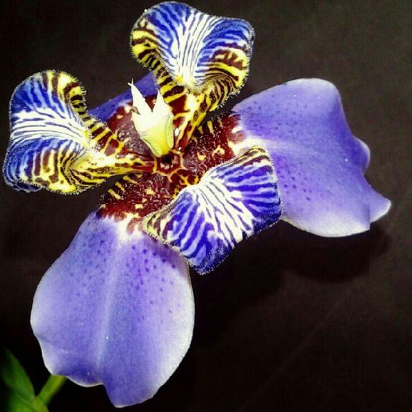 Iris roxa.jpg