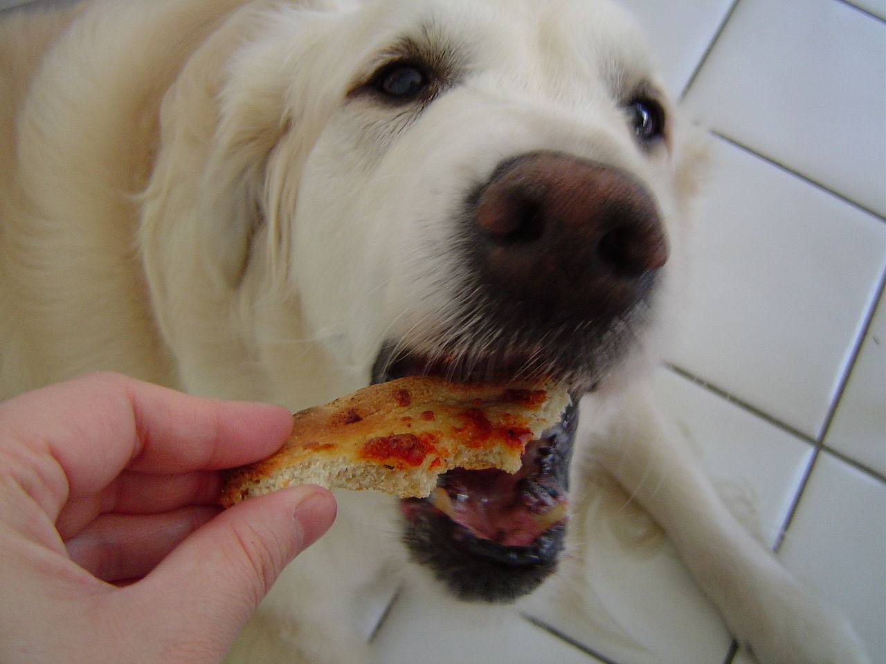 Собака ест пиццу