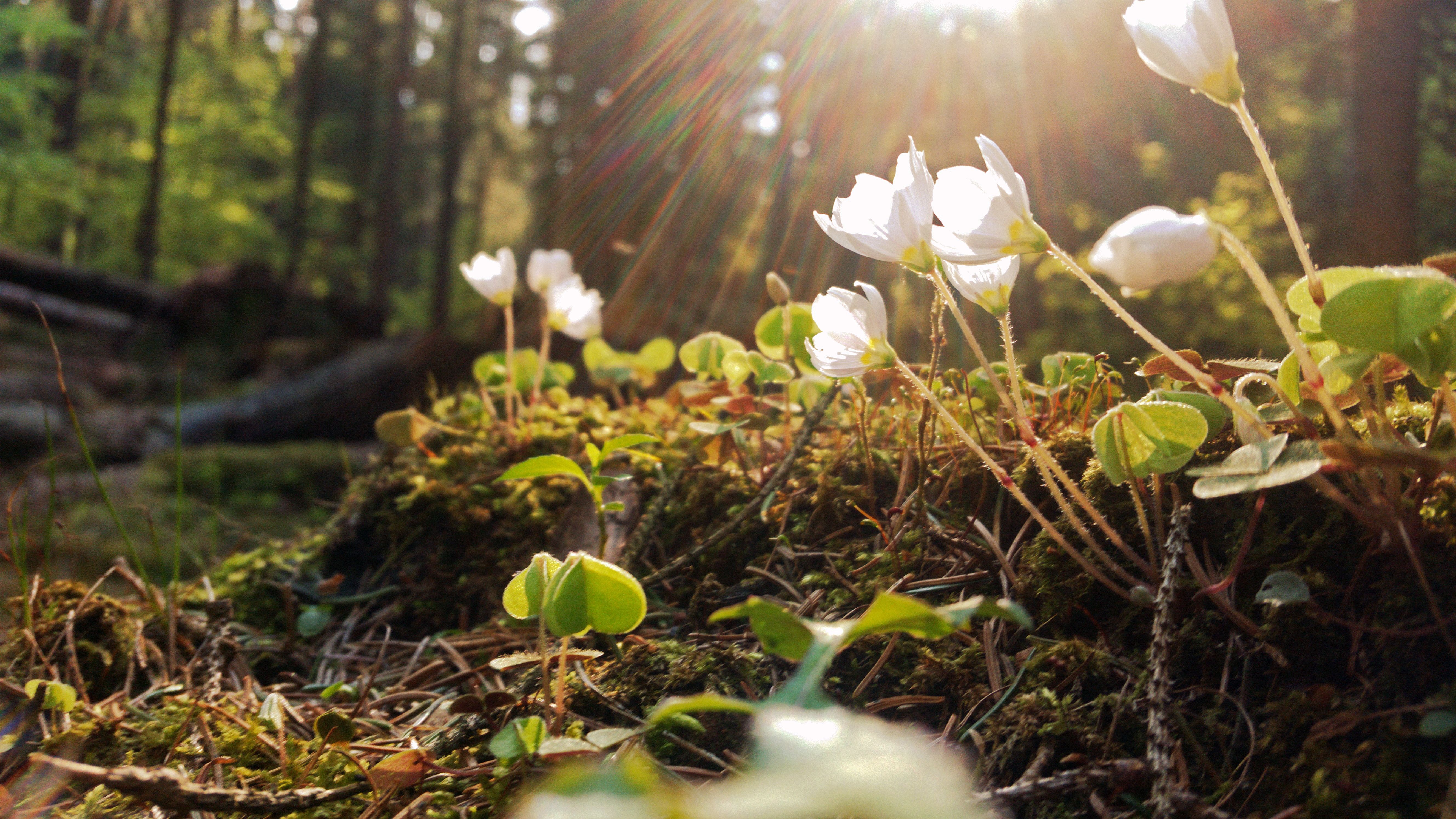 Blume auf Baumstumpf(small).jpg