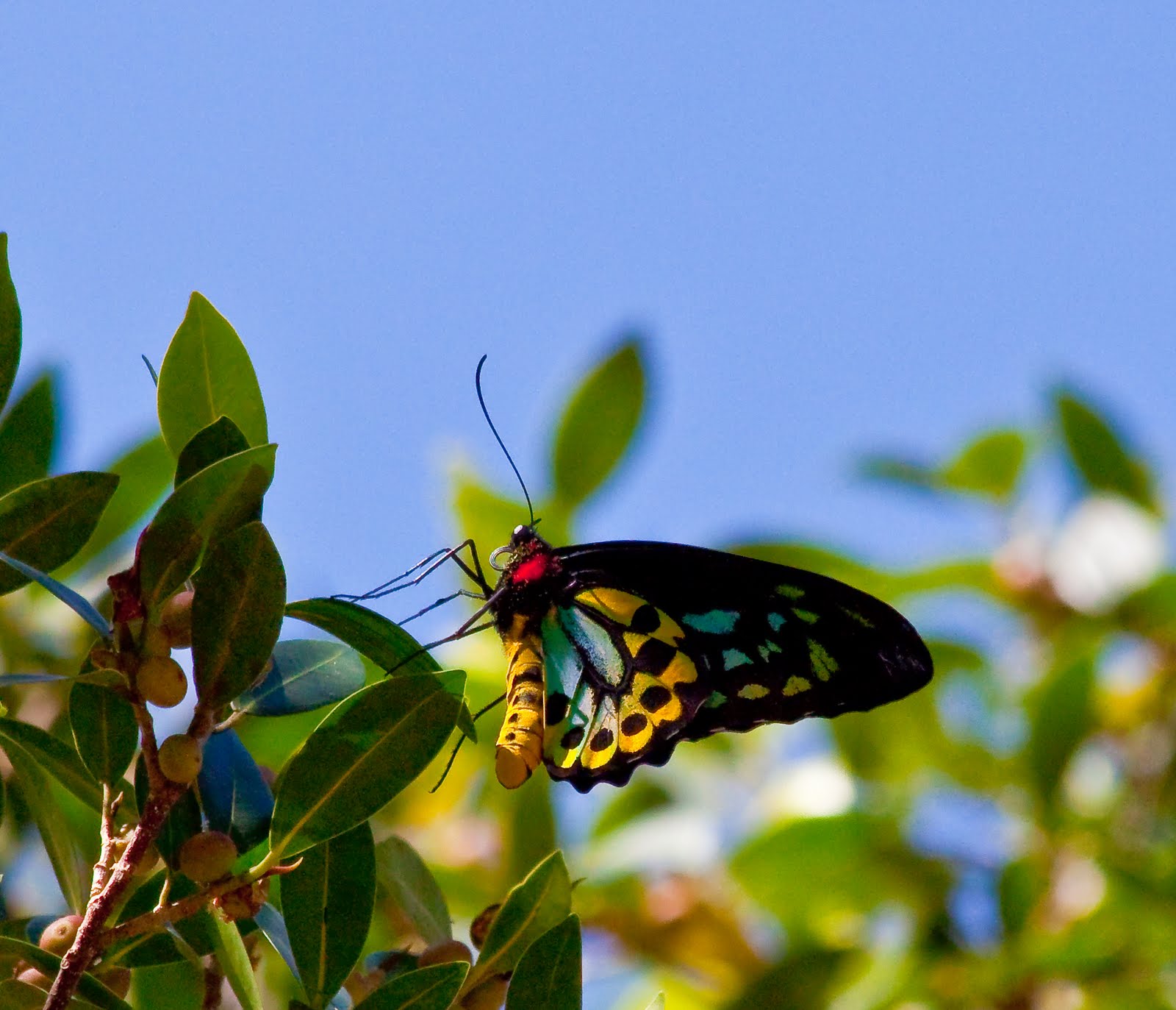 Richmond-Birdwing-Butterfly.jpg