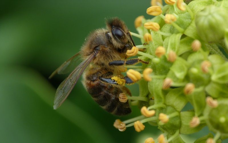 Happy Snappy Ecologist For The Love Of Nectar Feeders Let Ivy