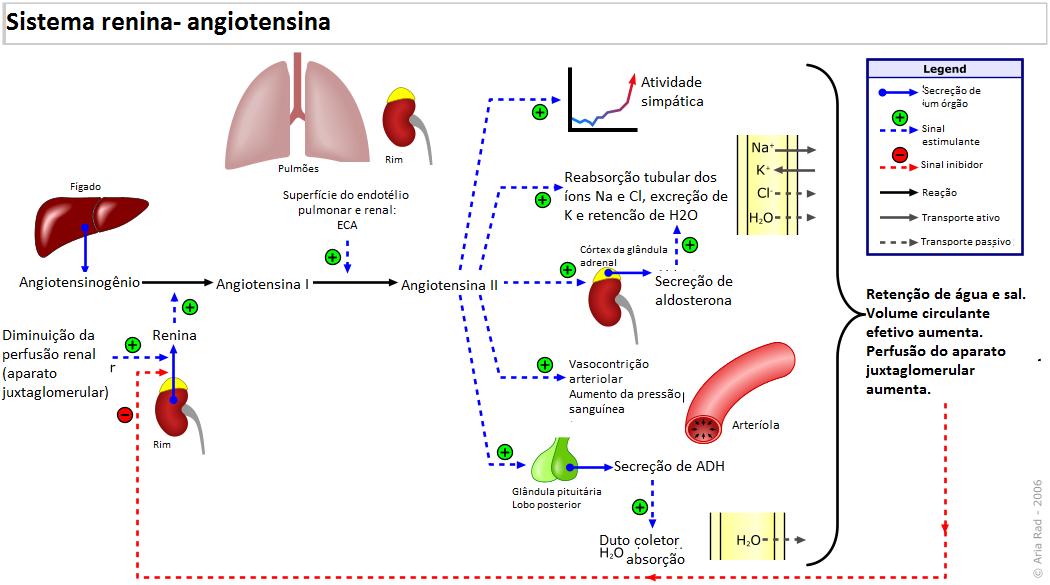 Sistema_renina_angiotensina.png