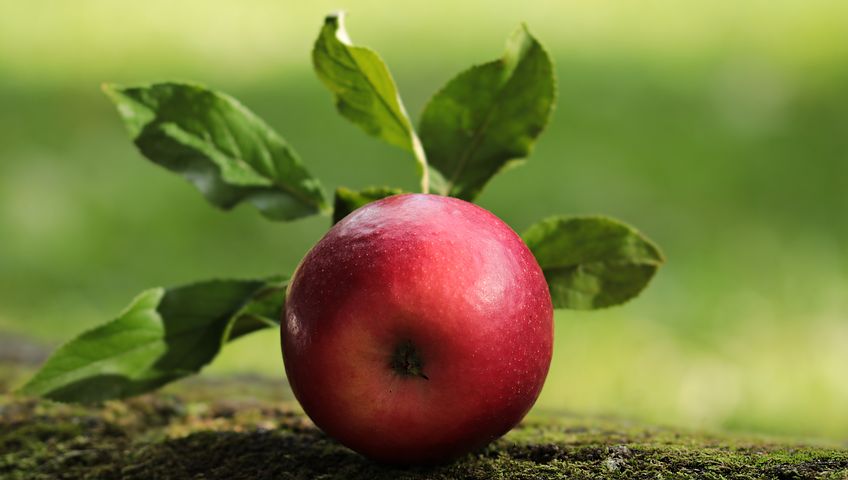 apple-2924531__480.jpg