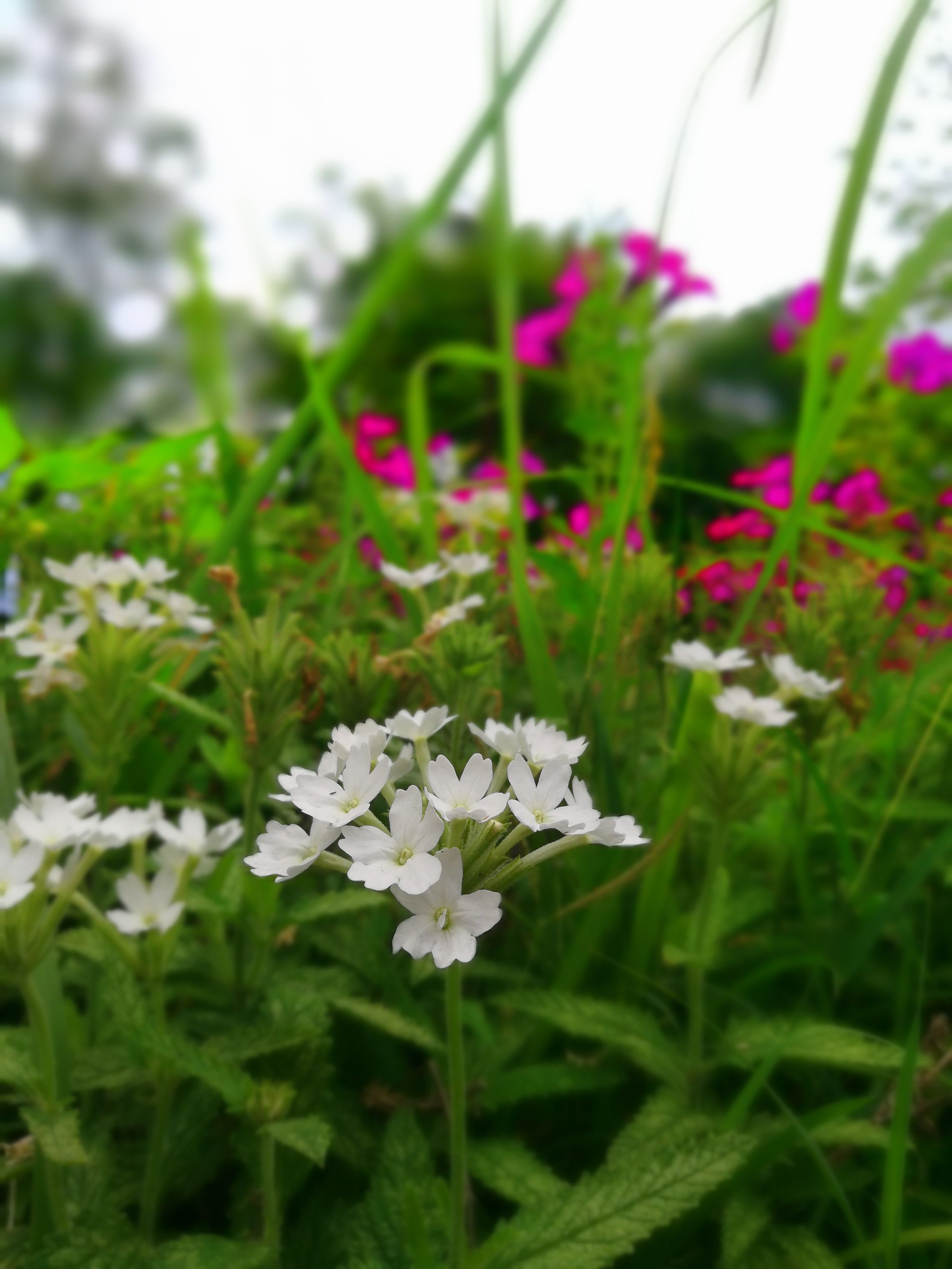 IMG_20180509_115724_1.jpg