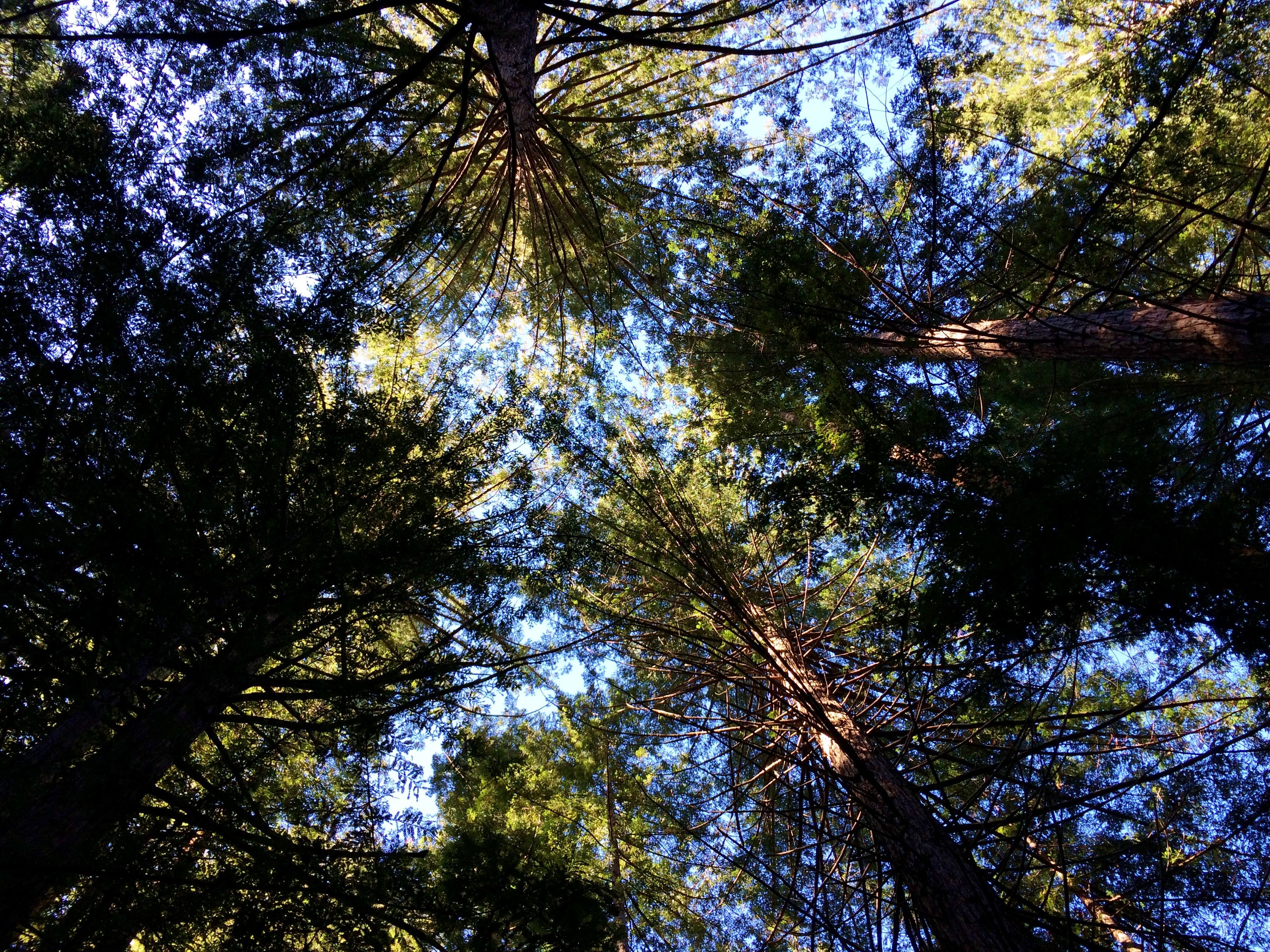 redwoods.JPG