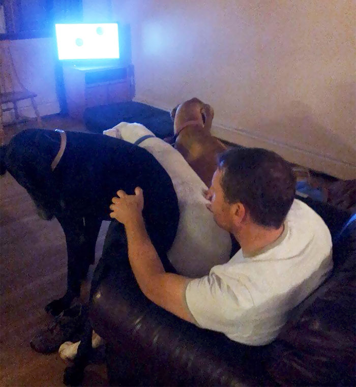 giant-lap-dogs-130-599c46fb61fe4__700.jpg