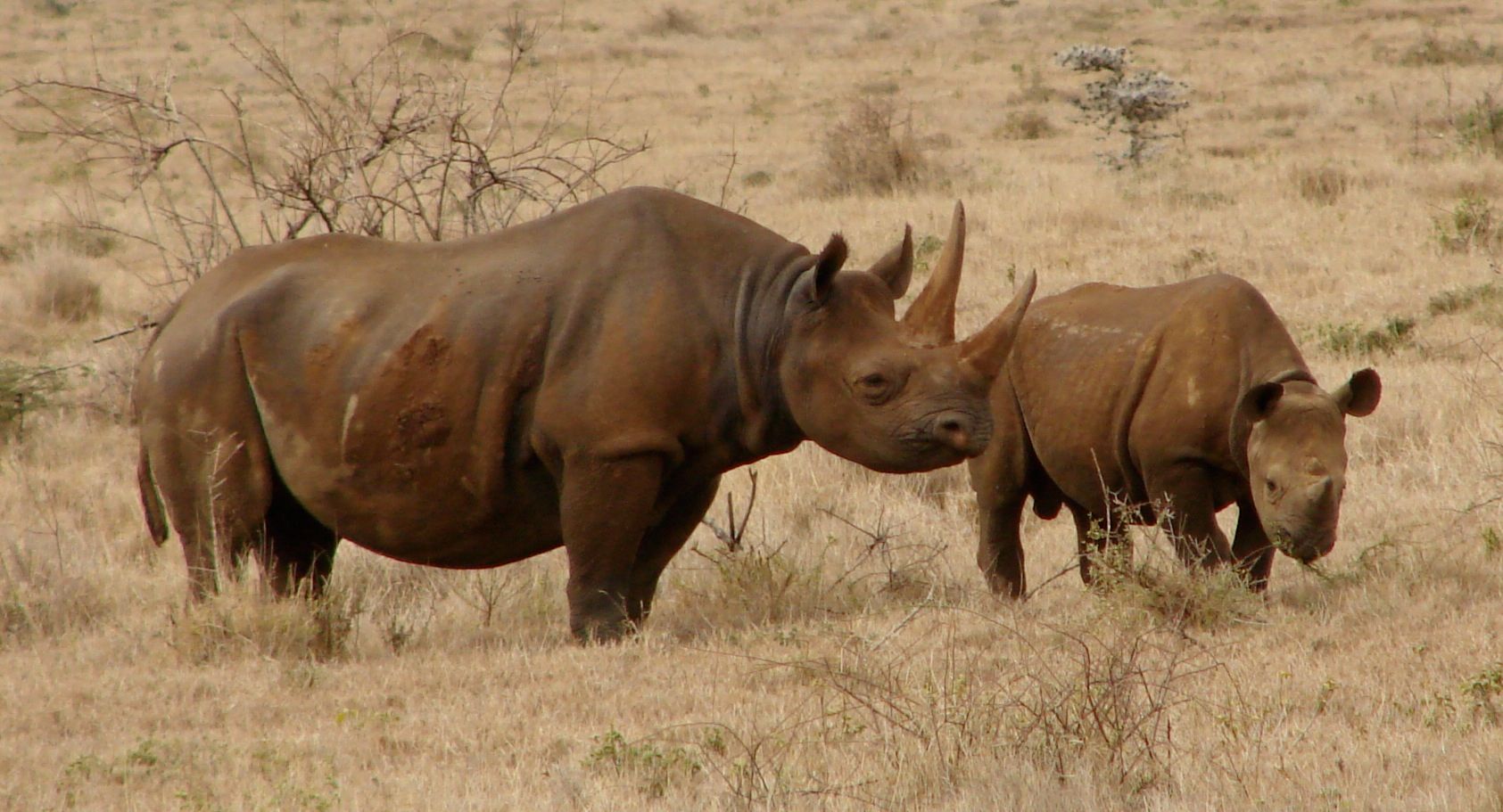 Black_Rhinos_Kenya.jpg