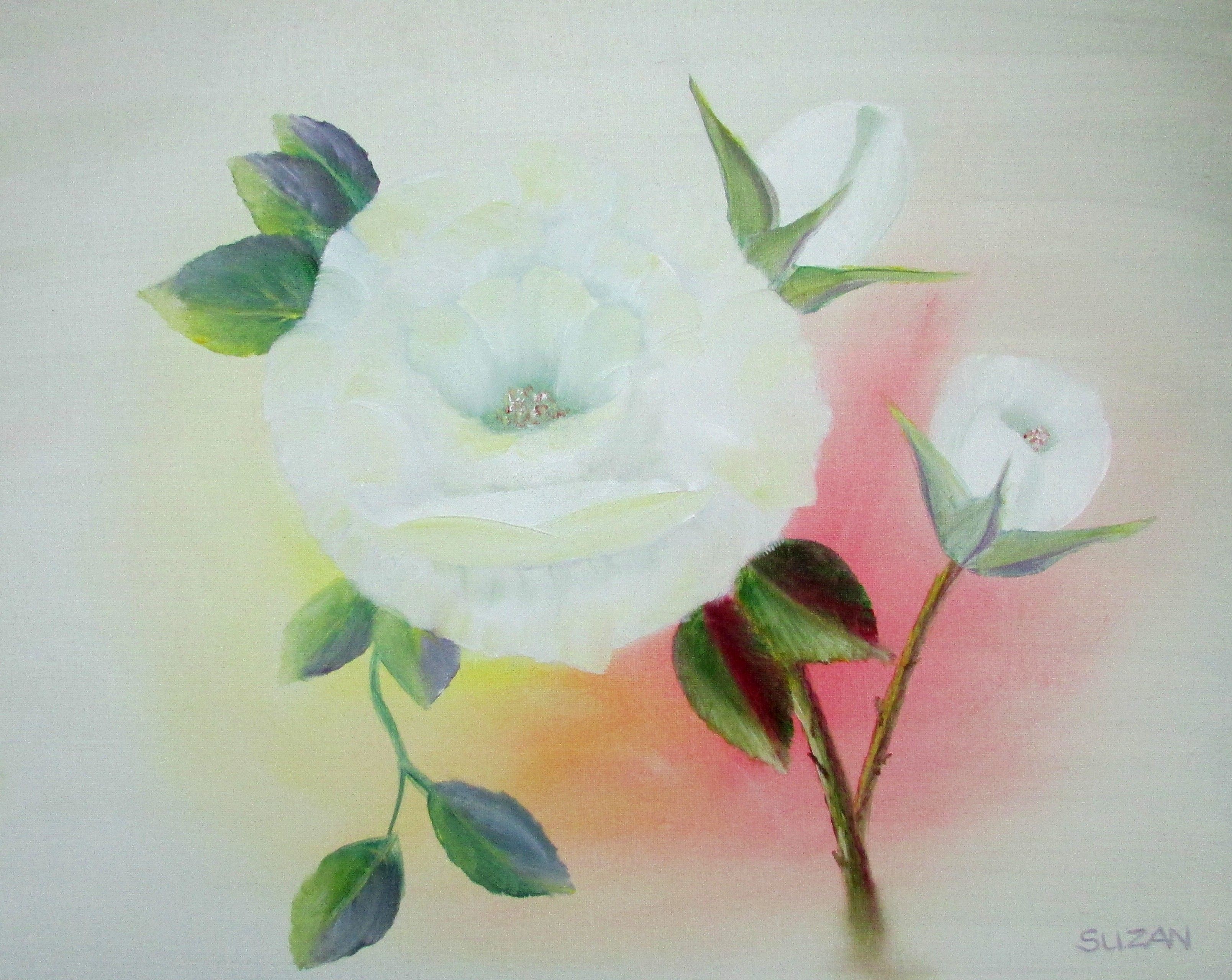 White Rose Painted In Oil Stages Steemit