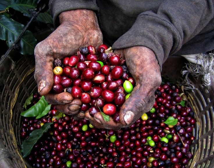 red-and-green-coffee-beans.jpg
