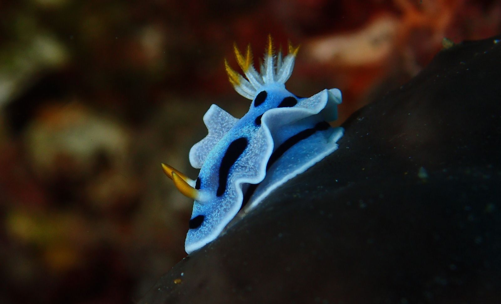 chromodoris-lochi-2.jpg