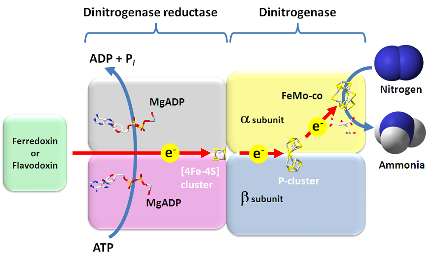 Nitrogenase_reaction.PNG