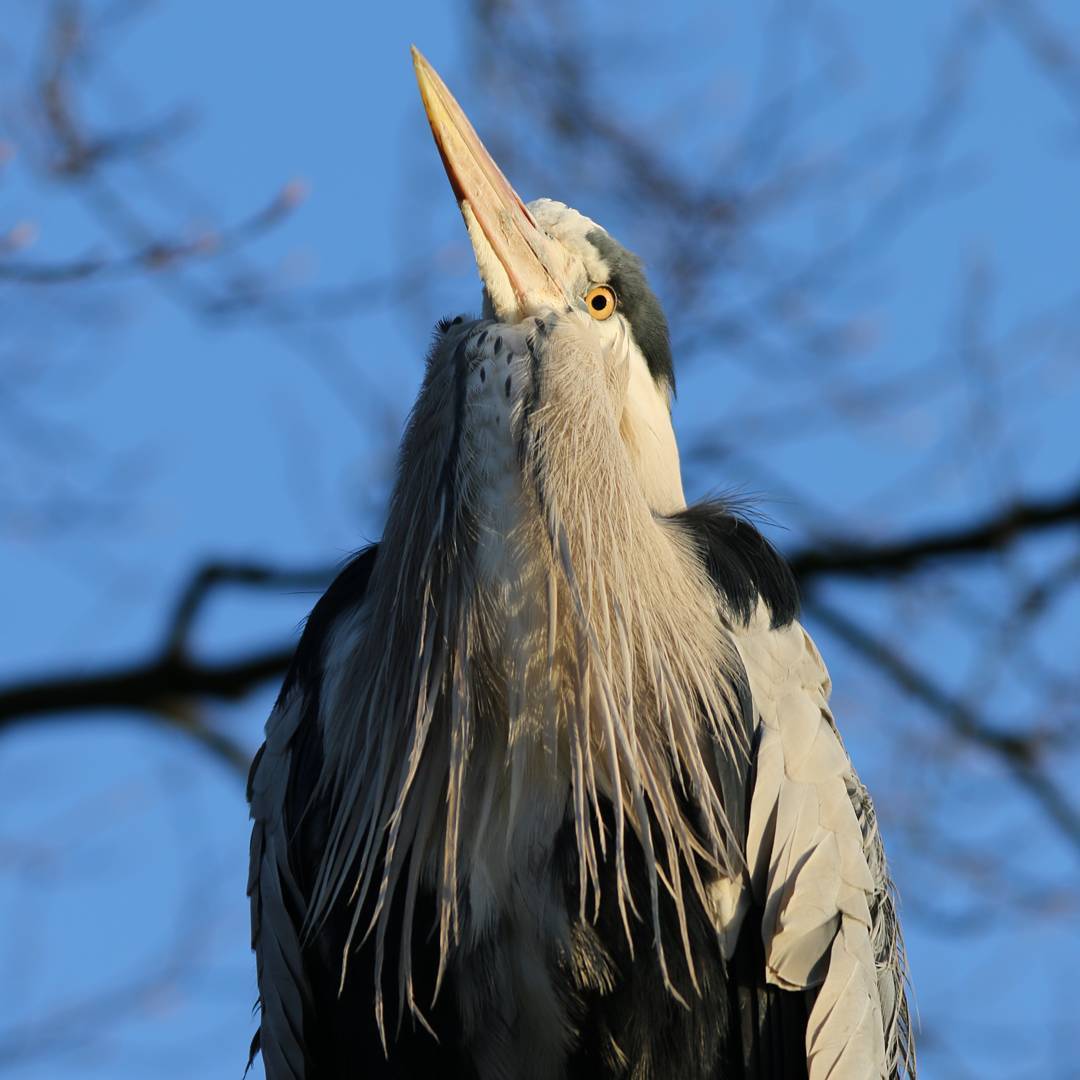 Dutch_nature2.jpg