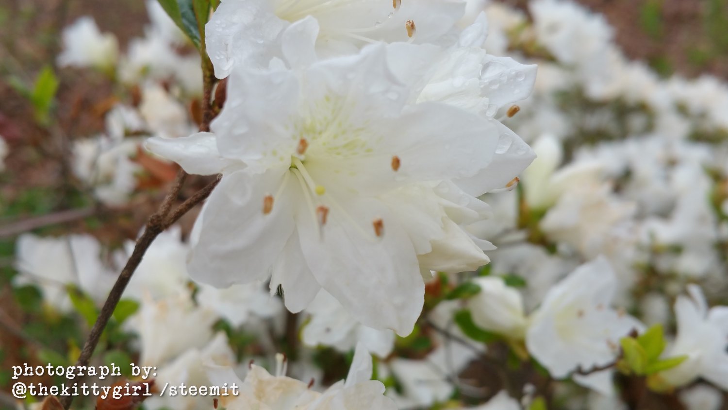 Azaleas-01.jpg