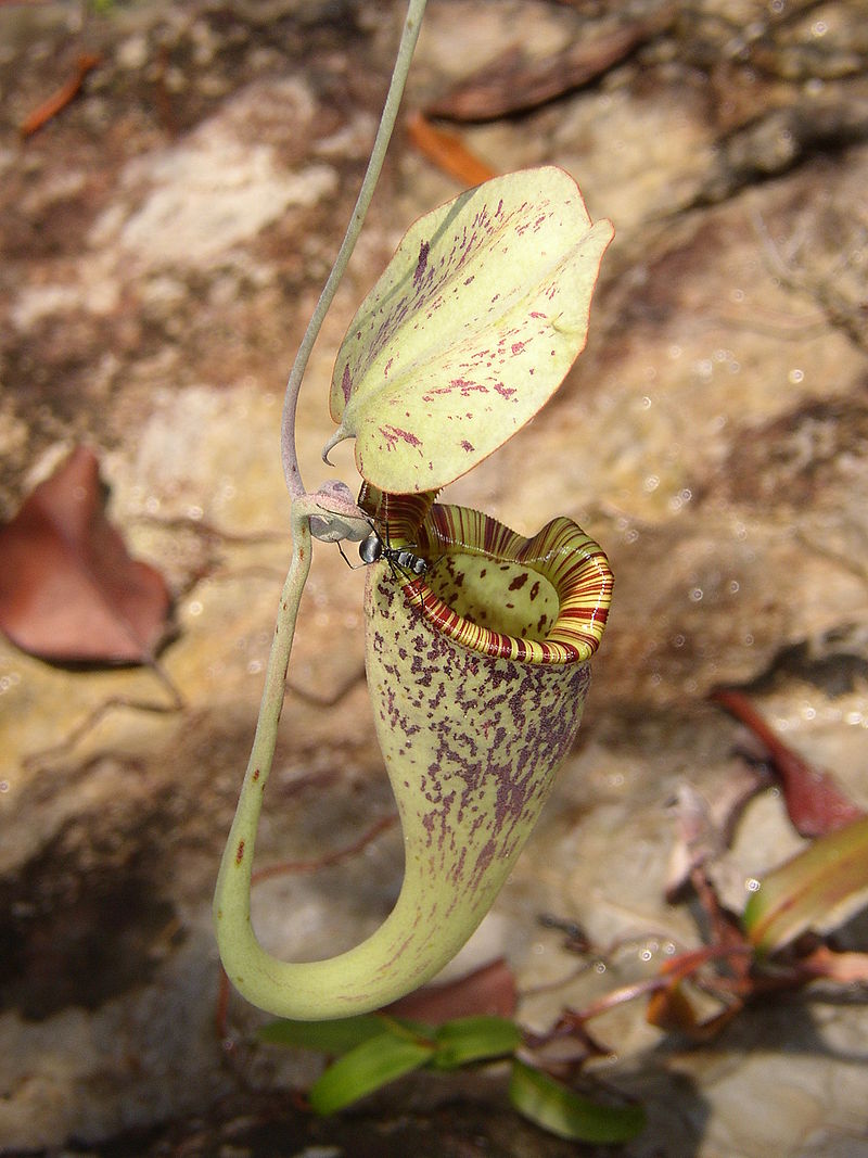 800px-Nepenthes_rafflesiana_ant.jpg