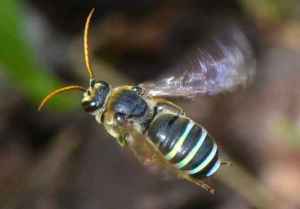 WEstern Sweat Bee.jpg