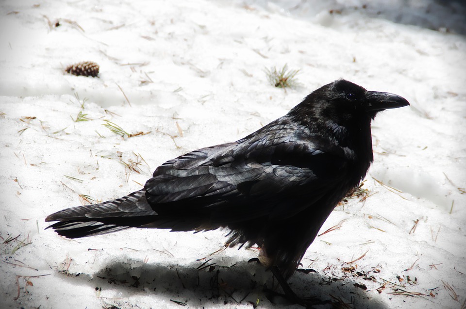 raven.jpg