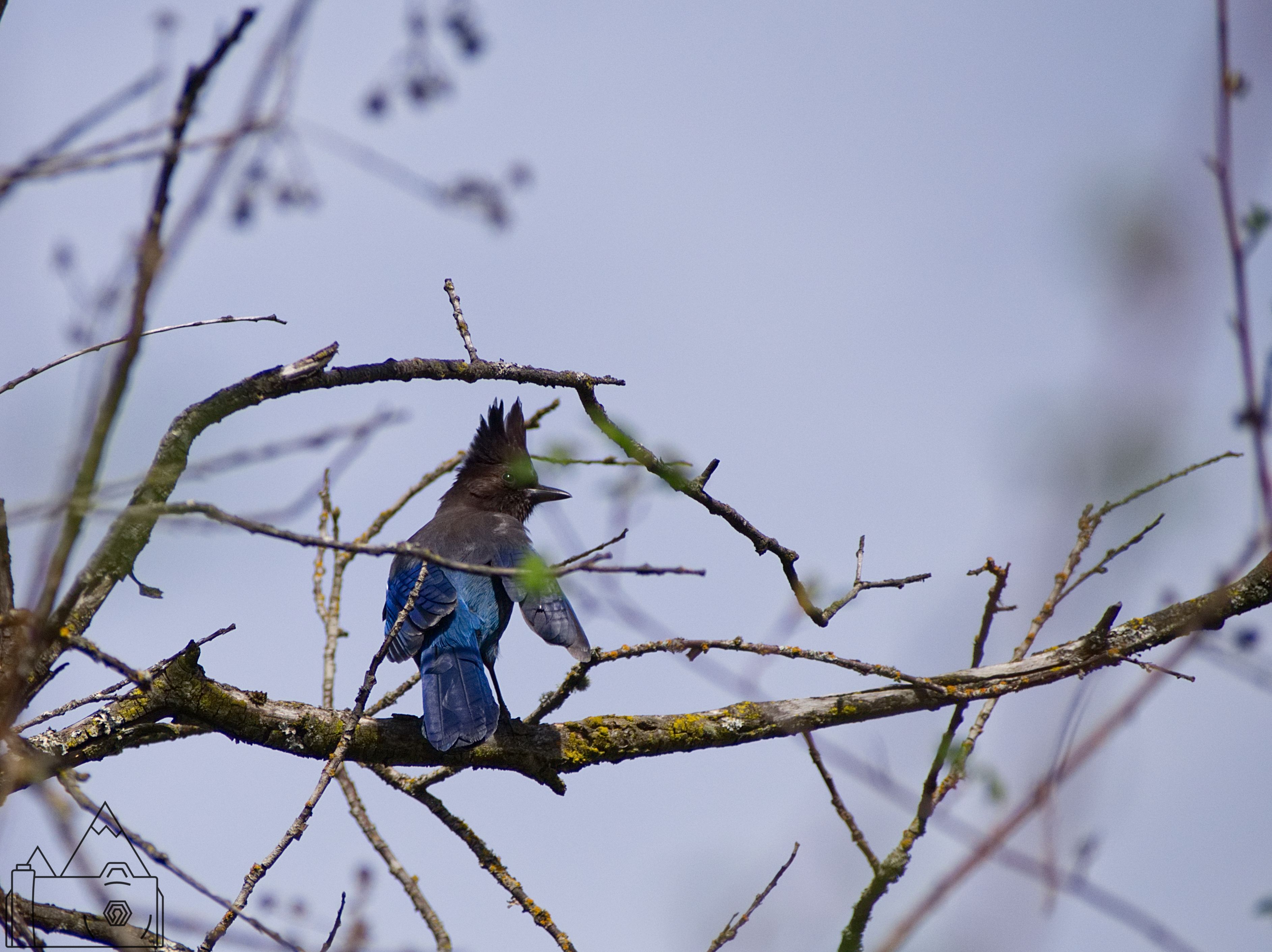 Tree Bird 18.jpg