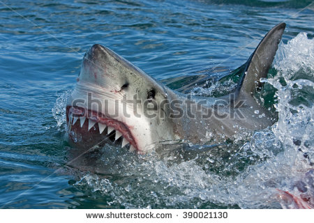 stock-photo-great-white-shark-carcharodon-carcharias-390021130.jpg