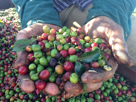 coffee harvesting.jpg