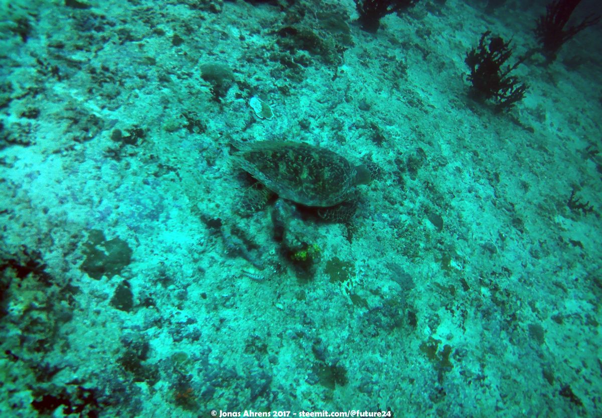 turtle-maldives-2017-south-ari-atoll-vilamendhoo_01.jpg