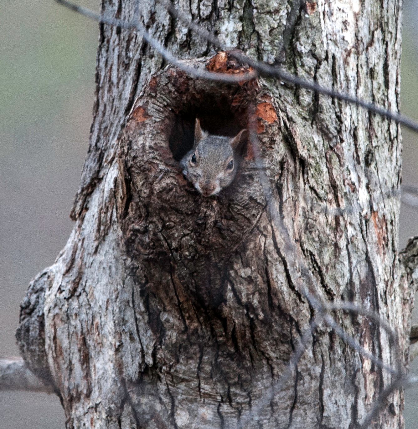 white-tailed-squirrel-3.jpg