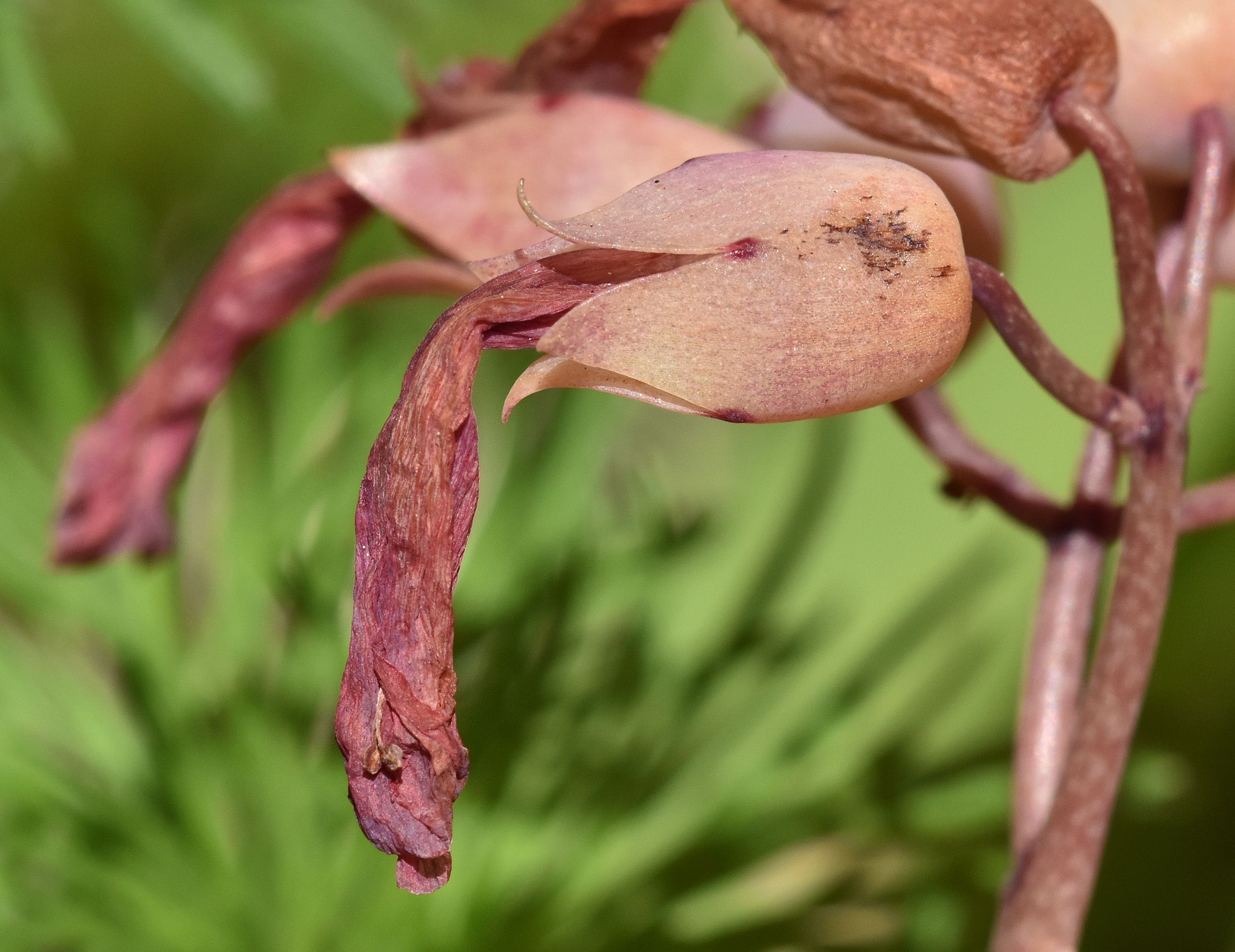 kalanchoe lucky bells dry flower macro.jpg
