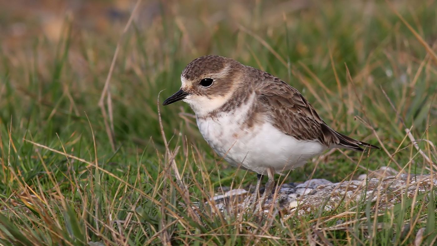 Plover_Double-barred-5-Wynyard.jpg