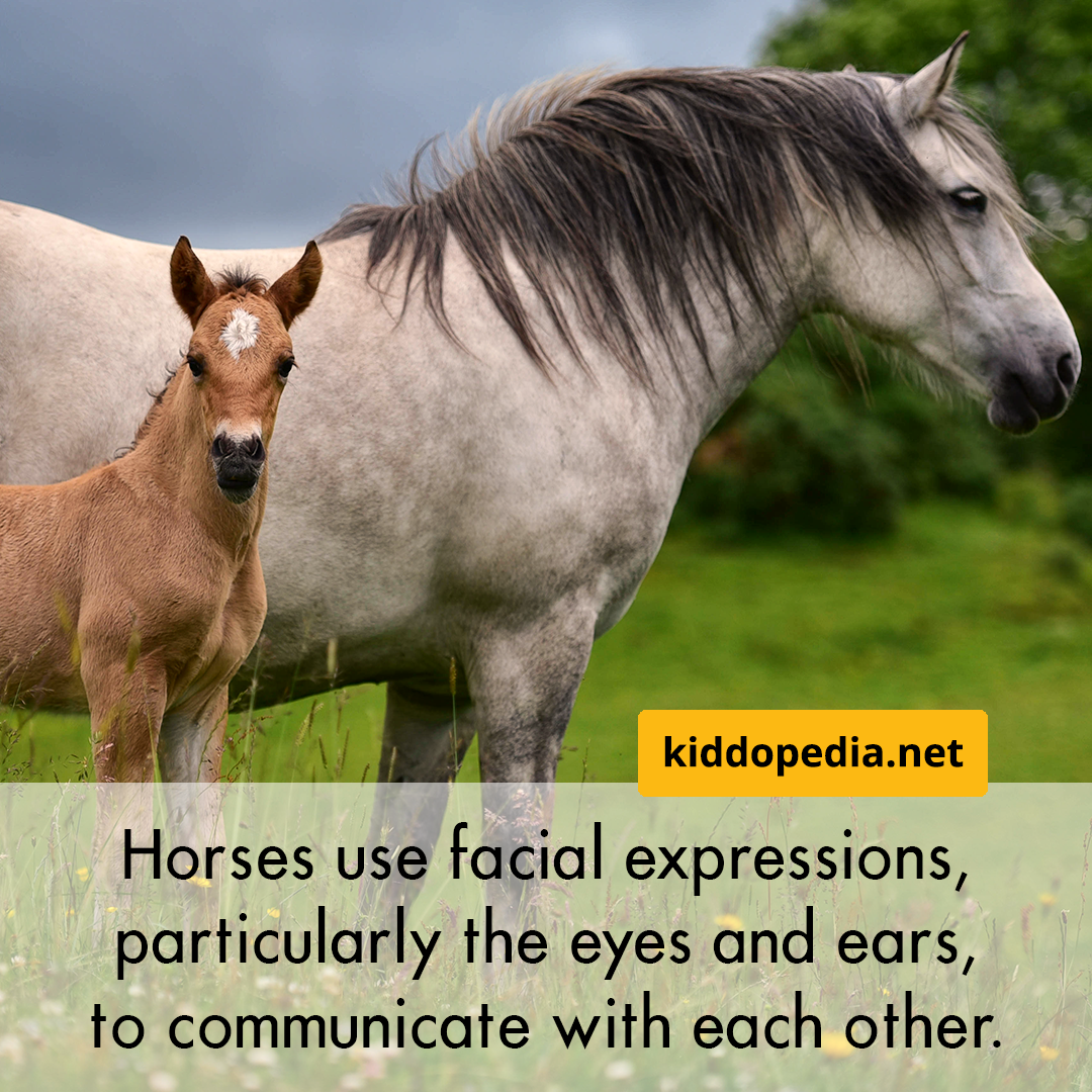 3 Horse.png
