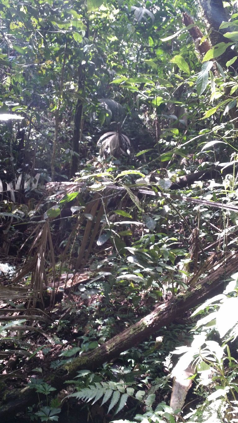 23 - Nature reserve paths start to thicken, blocked by fallen debris.jpg