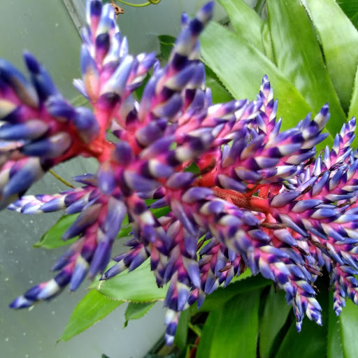 Amazing Flower.jpg