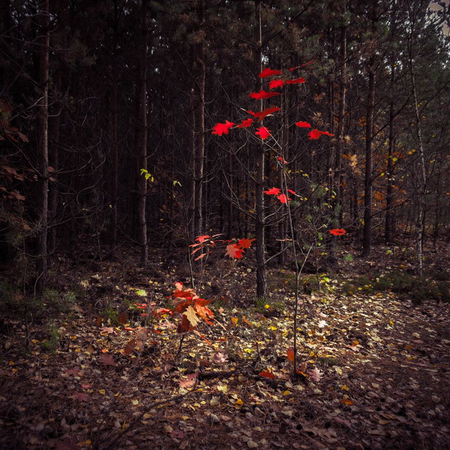 Photo by Dmytro Korol