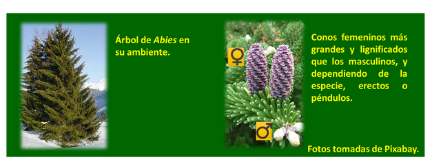 Botanica navideña 5.png