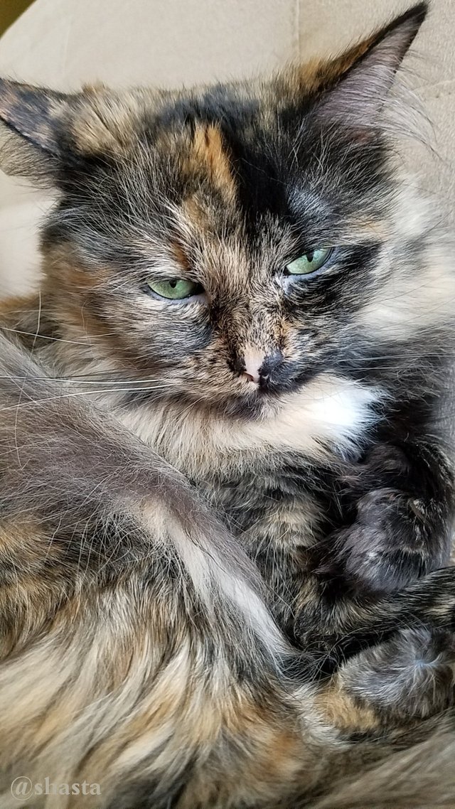 shasta2019march23rd47loki7io.jpg