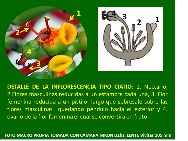 Botanica navideña 9.png