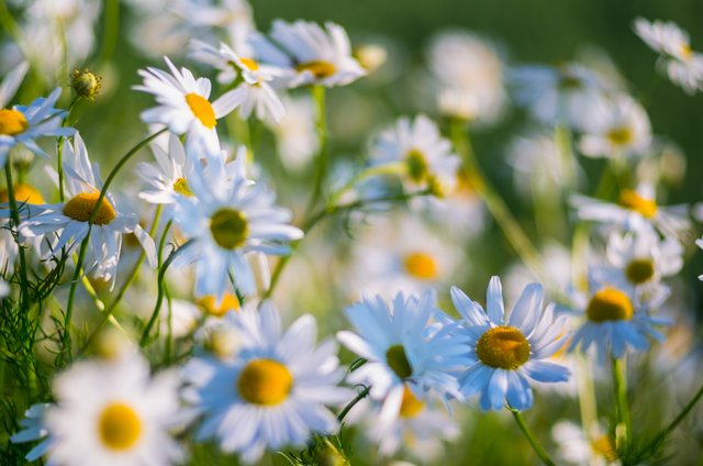 _IGP2771fdsJuly 12, 2017.jpg