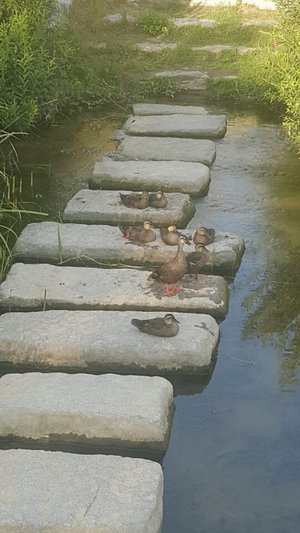 KakaoTalk_20180620_202149106.jpg