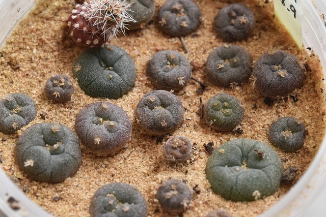 Payote button babies 1.jpg