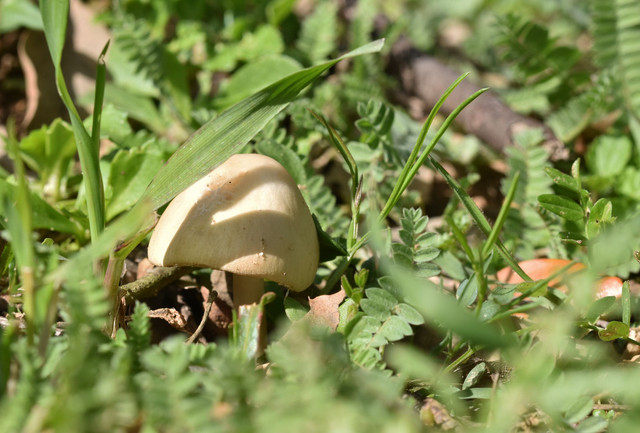 mushroom white grass 2.jpg