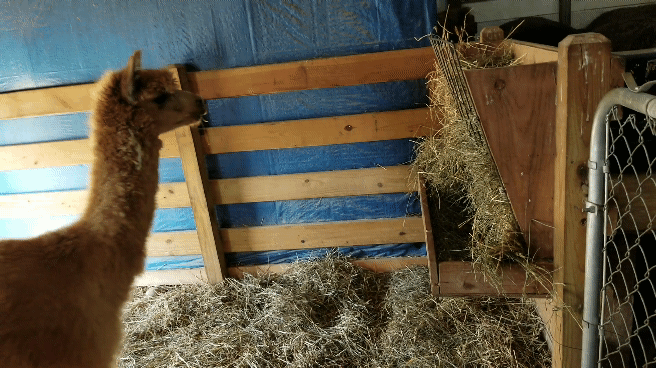 KakaoTalk_20180614_215403562.gif