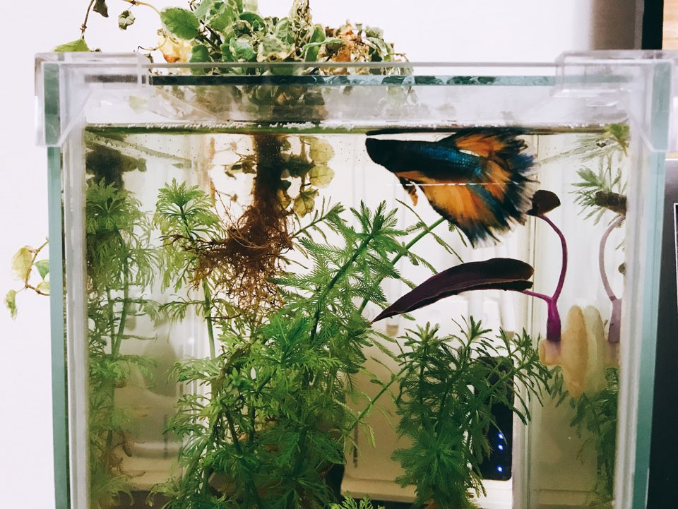 KakaoTalk_20190717_204015837.jpg