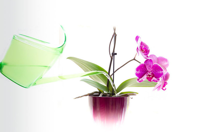 Orchid Care Tips (Part 2) - 3 Step Orchid Watering Technique  Steemit