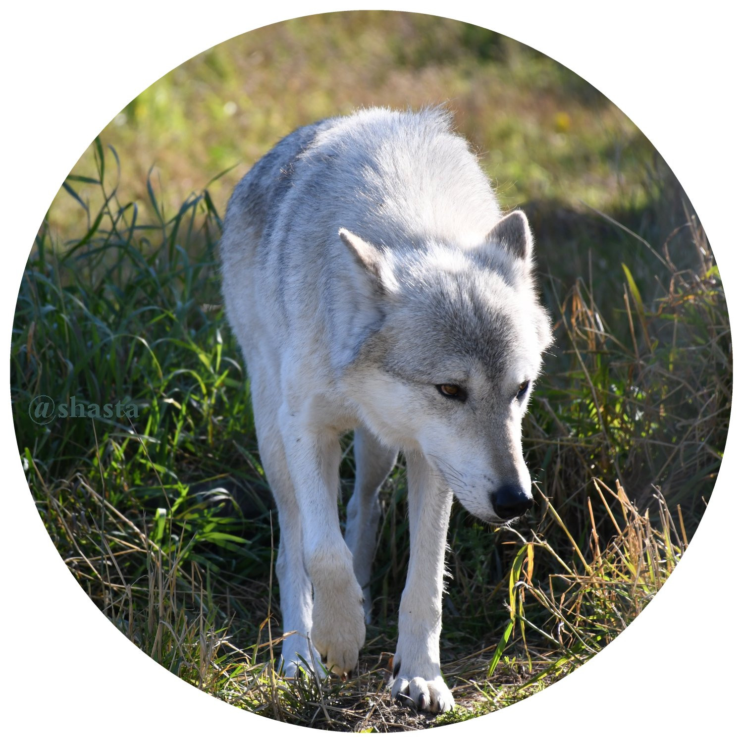 shasta2018sept16th47wolf10io.jpg