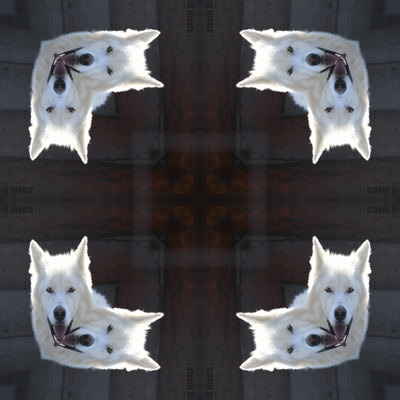 shasta2018sept23rd47wolfk8io.gif