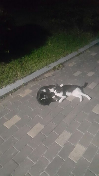 KakaoTalk_20180822_222402719.jpg