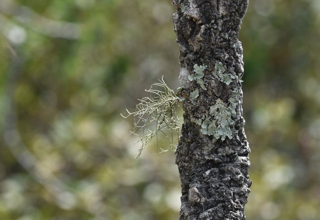 lichen cork tree bokeh.jpg