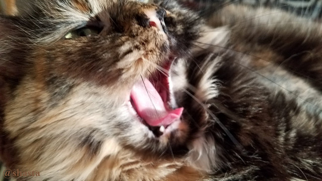 shasta2018april21st47loki7io.jpg
